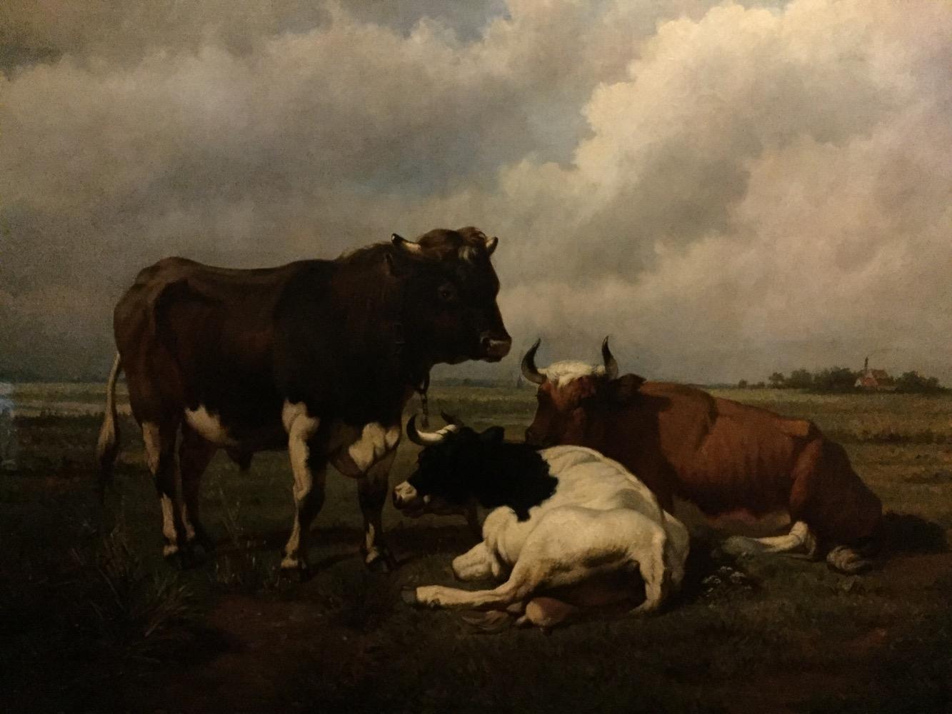 Bull with cows