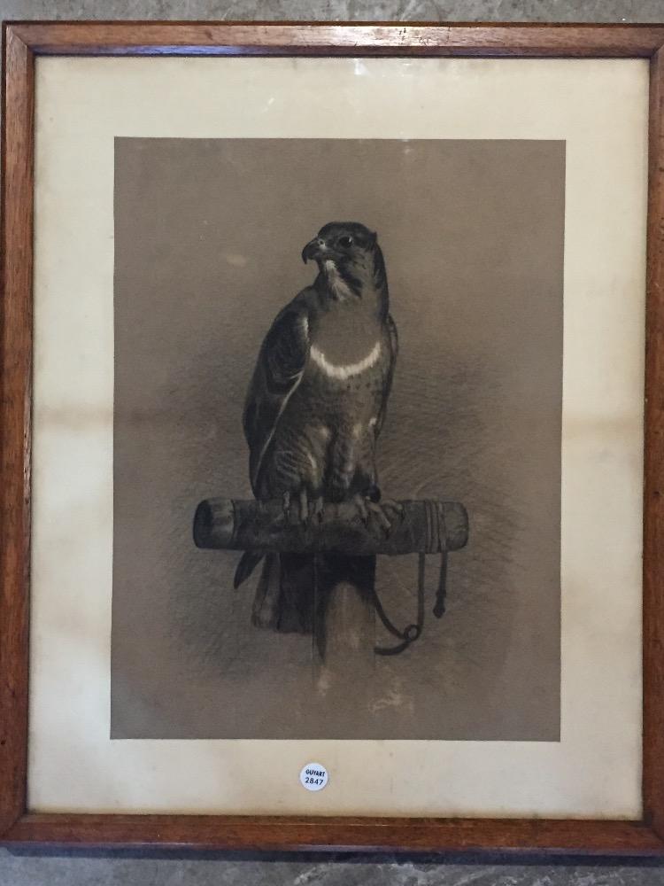 Falcon