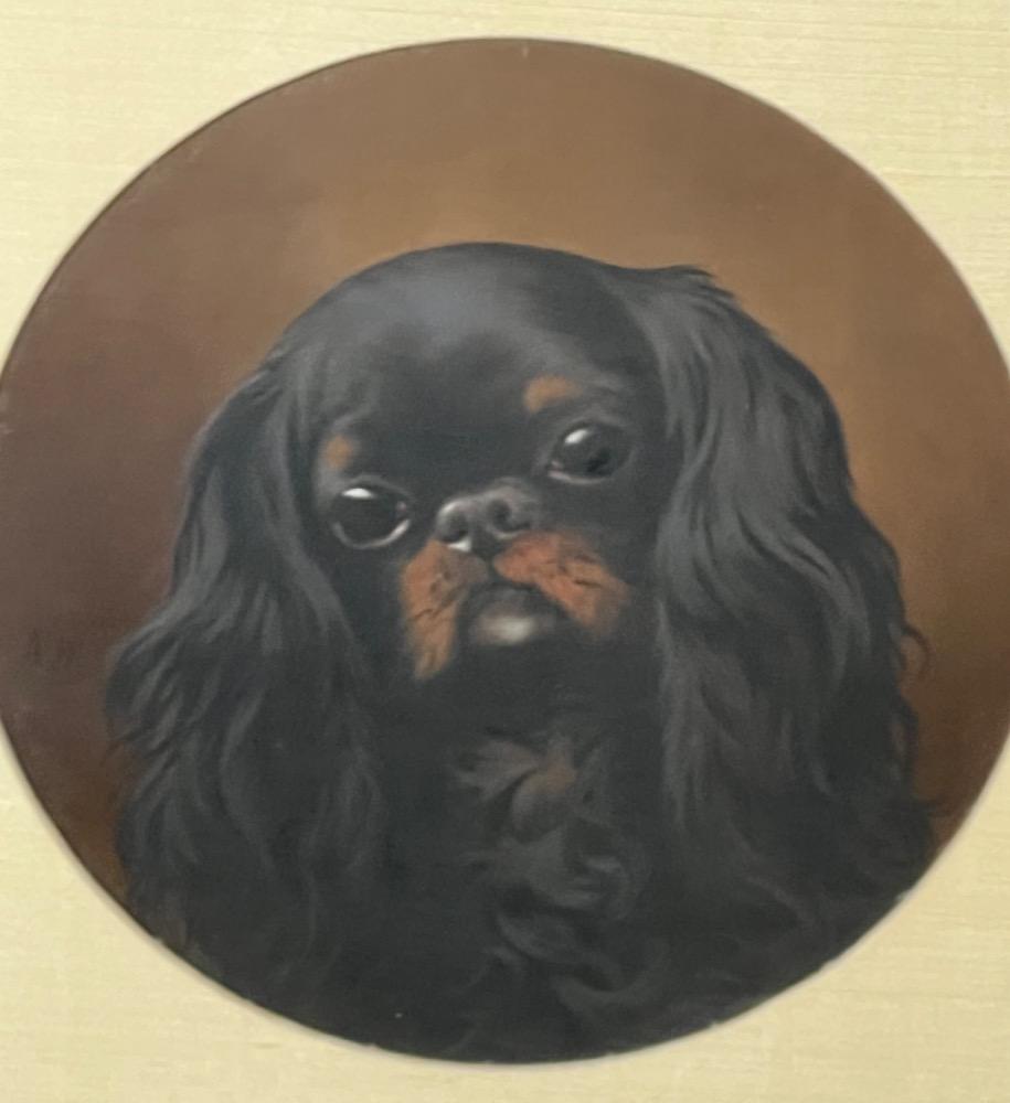 Portrait of a cavalier King Charles spaniel ( oil on board )