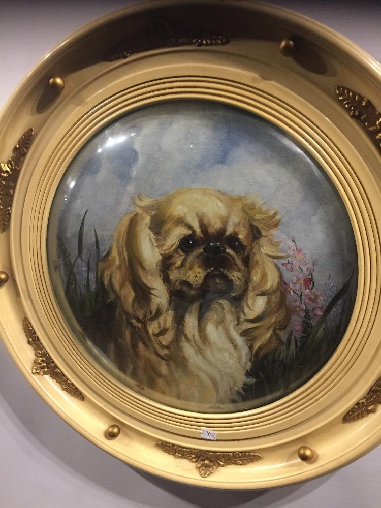 Pekingese dog